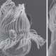 Illustration for article titled Is this bizarre organism an animal, a plant, or emboth/em?